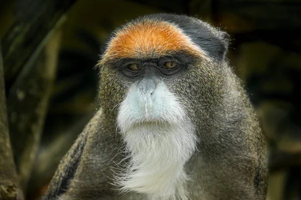 Macaco Brazza Macaco Velho Mundo Endémico Das Zonas Húmidas África — Fotografia de Stock