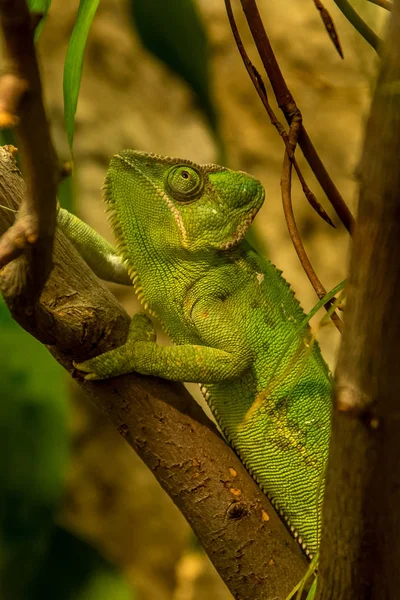 Örtülü bukalemun bir bukalemun Arap Yarımadası yerel türüdür