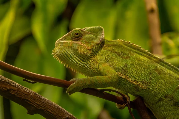 Örtülü bukalemun bir bukalemun Arap Yarımadası yerel türüdür