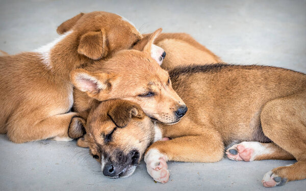 Sleeping puppies on the street