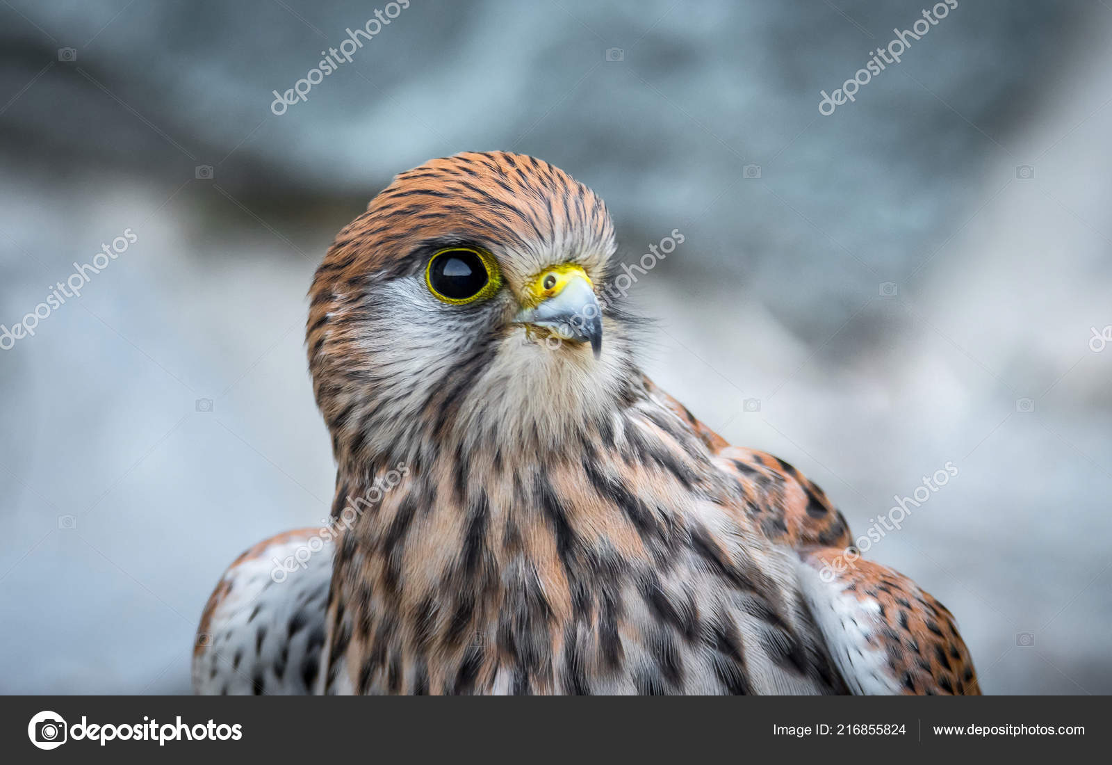 Gheppio Una Specie Rapace Appartenente Gruppo Della Famiglia
