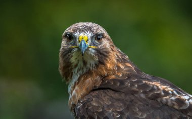 Bayağı şahin - Buteo buteo orta büyük bir bağlantı aralığı Avrupa'nın büyük kapsar ve Asya uzanır yırtıcı kuş olduğunu..