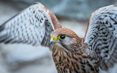 Kerkenez, atmacagiller (Falconidae) familyasından bir kuş türü. Avrupa kerkenezi, Avrasya kerkenezi veya Eski Dünya kerkenezi olarak da bilinir..
