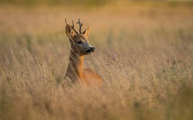 Avrupa karaca, olarak da bilinen Batı karaca, chevreuil, ya da sade bir şekilde karaca ya da karaca, bir tür geyik olduğunu. Erkek türlerin bazen bir roebuck canlandırdığı denir. Nispeten küçük, kırmızı ve gri-kahverengi karaca.