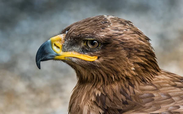 The steppe eagle is a bird of prey. Like all eagles. It is about 6281 cm in length and has a wingspan of 1.652.15 m. Females, weighing 2.34.9 kg, are slightly larger than males, at 23.5 kg.