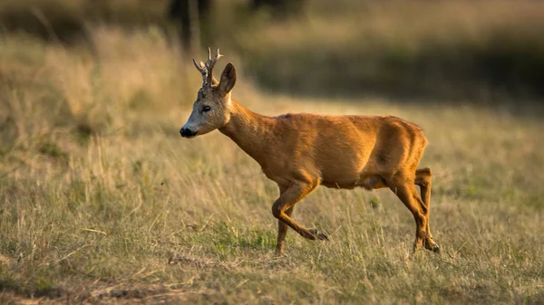 Cervo Corça Europeu Também Conhecido Como Cervo Corça Ocidental Chevreuil — Fotografia de Stock