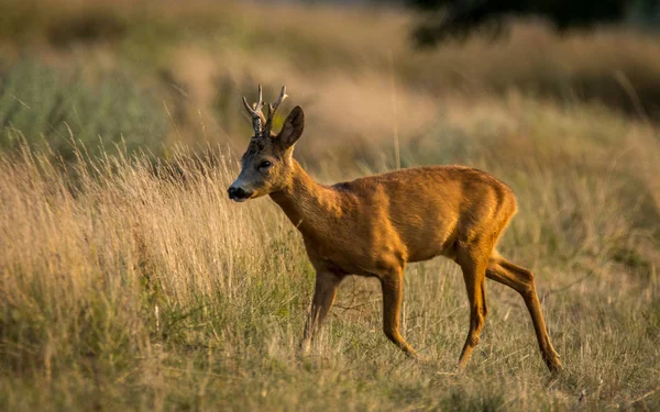 The European roe deer, also known as the western roe deer, chevreuil, or simply roe deer or roe, is a species of deer. The male of the species is sometimes referred to as a roebuck.  The roe deer is relatively small, reddish and grey-brown.
