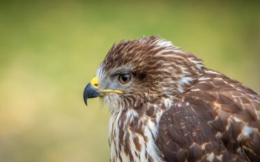 Bayağı şahin - Buteo buteo, Orta büyük bir bağlantı aralığı Avrupa'nın büyük kapsar ve Asya uzanır yırtıcı kuş olduğunu.