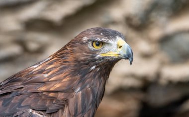 Altın kartal en tanınmış kuşları Kuzey yarımkürede biridir.