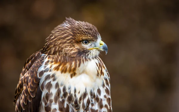 Buse Commune Buteo Buteo Est Oiseau Proie Taille Moyenne Grande — Photo