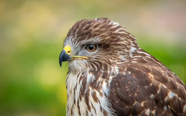 The common buzzard - Buteo buteo, is a medium-to-large bird of prey whose range covers most of Europe and extends into Asia.