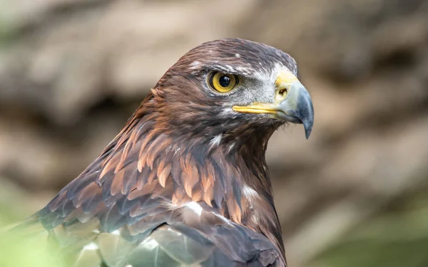 The golden eagle is one of the best-known birds of prey in the Northern Hemisphere.