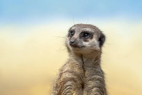 Meerkat Suricate 몽구스 가족에 속하는 Carnivoran입니다 Meerkats는 칼라하리 보츠와나 나미비아와 — 스톡 사진