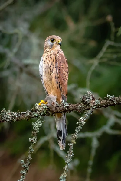 Common Kestrel Avec Prise Crécerelle Commun Est Oiseau Proie Appartenant — Photo