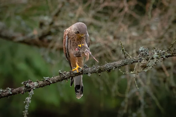 Common Kestrel Avec Prise Crécerelle Commun Est Oiseau Proie Appartenant — Photo