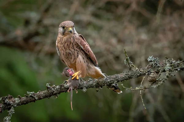 Common Kestrel Avec Prise Crécerelle Commun Est Oiseau Proie Appartenant — Photo