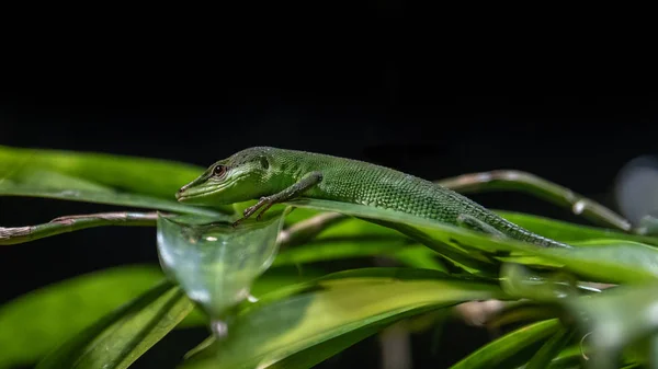 Chikuma Trawa Lizard Znany Również Jako Takydromus Dorsalis Mieszka Japonii — Zdjęcie stockowe