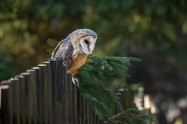 Peçeli baykuş. Baykuş en çok dağıtılmış tür ve en yaygın bir bütün kuşların.