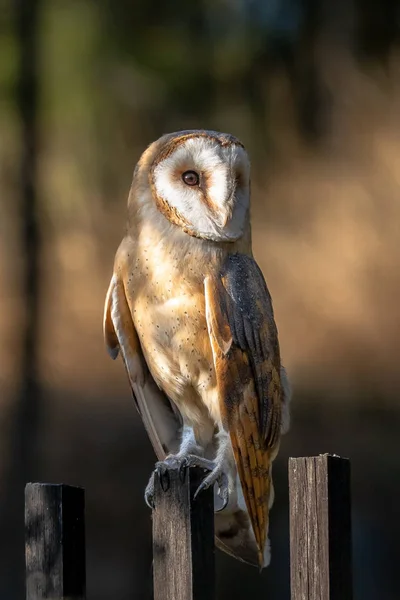 Barn Owl Most Widely Distributed Species Owl One Most Widespread — Stock Photo, Image