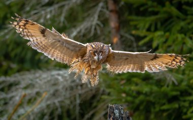 Baykuş - ASIO otus uzun kulaklı. Uzun kulaklı Baykuş, olarak da bilinen Kuzey uzun kulaklı Baykuş, bir Avrupa, Asya ve Kuzey Amerika baykuş türüdür. 
