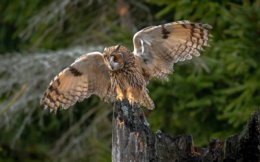 Baykuş - ASIO otus uzun kulaklı. Uzun kulaklı Baykuş, olarak da bilinen Kuzey uzun kulaklı Baykuş, bir Avrupa, Asya ve Kuzey Amerika baykuş türüdür. 