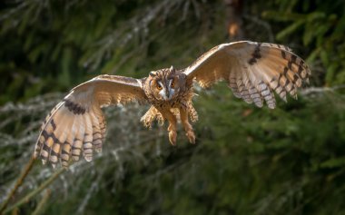 Baykuş - ASIO otus uzun kulaklı. Uzun kulaklı Baykuş, olarak da bilinen Kuzey uzun kulaklı Baykuş, bir Avrupa, Asya ve Kuzey Amerika baykuş türüdür. 