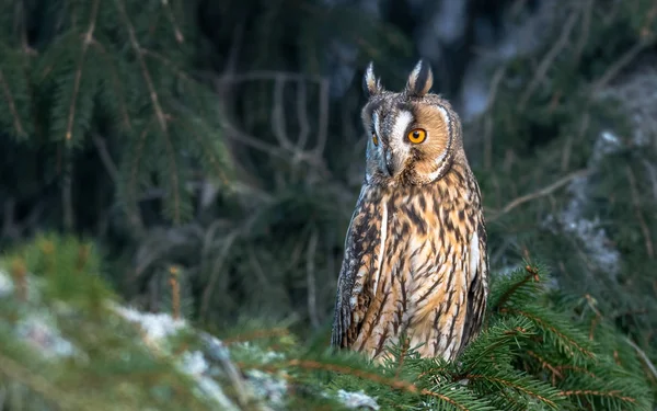 Long Eared Owl Asio Otus Long Eared Owl Also Known — Stock Photo, Image