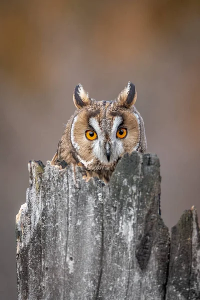 Kalous Ušatý Asio Otus Ušatý Také Známý Jako Severní Kalous — Stock fotografie