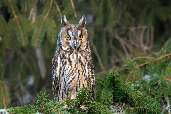 Ransuil Asio Otus Ransuil Ook Bekend Als Noordelijke Ransuil Een — Stockfoto