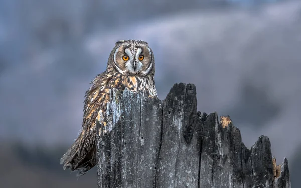 Long Eared Owl Asio Otus Long Eared Owl Also Known — Stock Photo, Image