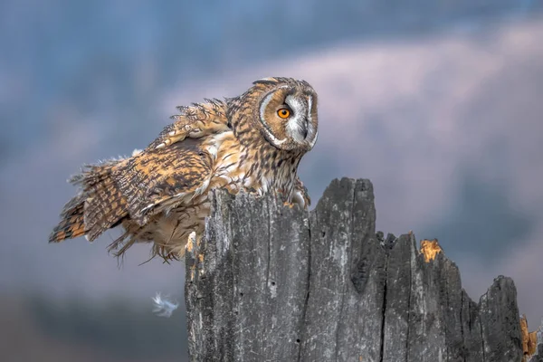 Long Eared Owl Asio Otus Long Eared Owl Also Known — Stock Photo, Image