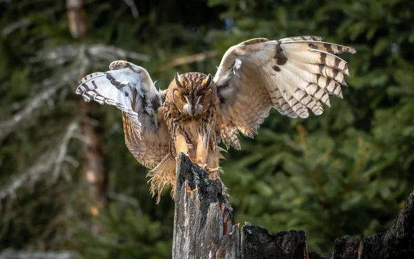 Ransuil Asio Otus Ransuil Ook Bekend Als Noordelijke Ransuil Een — Stockfoto