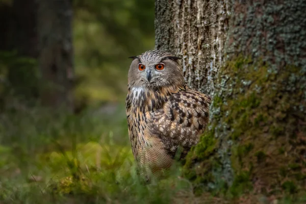 European Eagle Owl Eurasian Eagle Owl Bubo Bubo Occasionally Abbreviated — Stock Photo, Image
