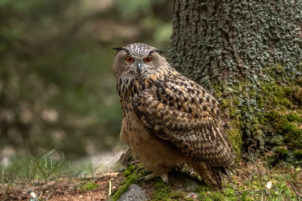 European eagle-owl or Eurasian eagle-owl, Bubo bubo. It is occasionally abbreviated to just eagle-owl. It is one of the largest species of owl, and can grow to a total length of 75 cm 30 in, with a wingspan of 188 cm 6 ft 2 in