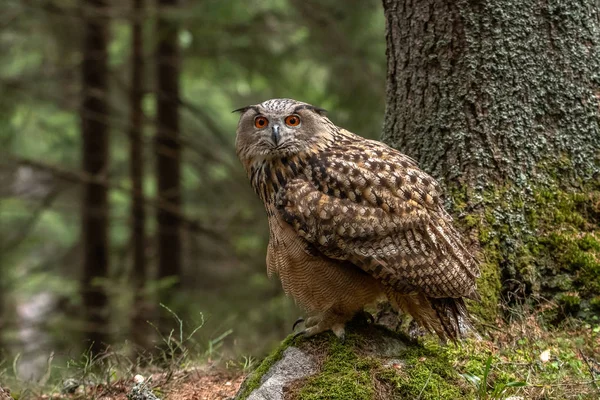 Europäischer Uhu Oder Eurasischer Uhu Bubo Bubo Gelegentlich Wird Auf — Stockfoto