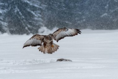 Bayağı şahin, kışın bir yırtıcı kuş. Bayağı şahin orta büyük bir bağlantı aralığı Avrupa'nın büyük kapsar ve Asya uzanır yırtıcı kuş olduğunu. 
