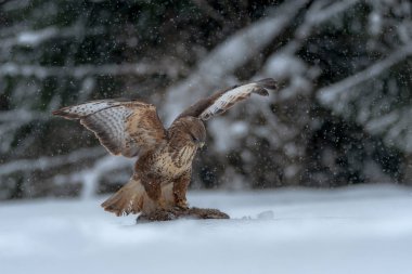 Bayağı şahin, kışın bir yırtıcı kuş. Bayağı şahin orta büyük bir bağlantı aralığı Avrupa'nın büyük kapsar ve Asya uzanır yırtıcı kuş olduğunu. 