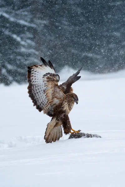 Common buzzard, bird of prey in winter. The common buzzard is a medium-to-large bird of prey whose range covers most of Europe and extends into Asia.