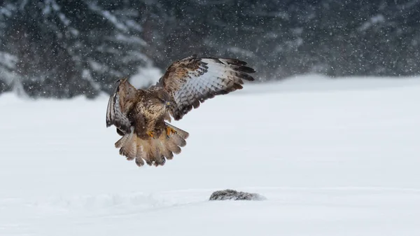 Common Buzzard Bird Prey Winter Common Buzzard Medium Large Bird — Stock Photo, Image