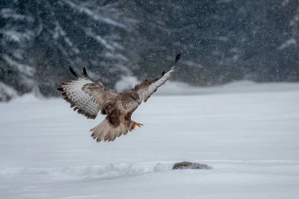 Buse Commune Oiseau Proie Hiver Buse Commune Est Oiseau Proie — Photo