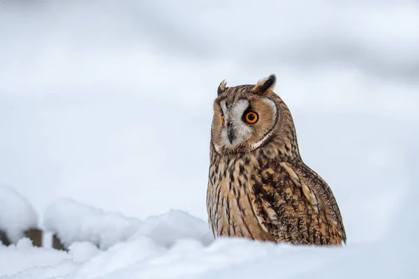 Long Eared Owl Winter Long Eared Owl Asio Otus Also — Stock Photo, Image