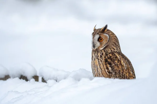 Ransuil Winter Ransuil Asio Otus Ook Bekend Als Noordelijke Ransuil — Stockfoto