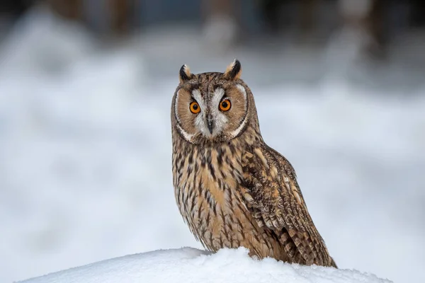 Uzun Kulaklı Baykuş Kışın Uzun Kulaklı Baykuş Asio Otus Olarak — Stok fotoğraf