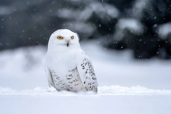 Coruja Nevada Bubo Scandiacus Inverno Coruja Nevada Bubo Scandiacus Uma — Fotografia de Stock