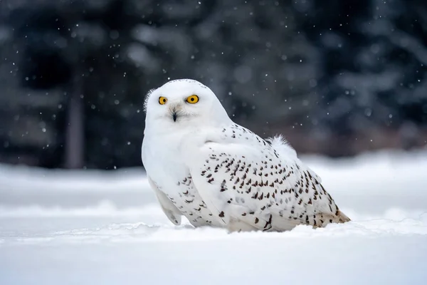 Sneeuwuil Bubo Scandiacus Winter Sneeuwuil Bubo Scandiacus Een Grote Witte — Stockfoto