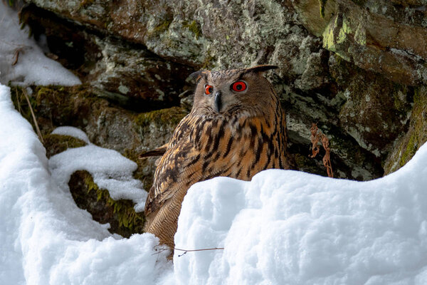 European eagle-owl, Bubo bubo, in winter. It is also called the Eurasian eagle-owl and in Europe, it is occasionally abbreviated to just eagle-owl.