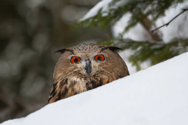 Avrupa Kartal Baykuş Kışın Bubo Bubo Aynı Zamanda Avrasya Kartal — Stok fotoğraf