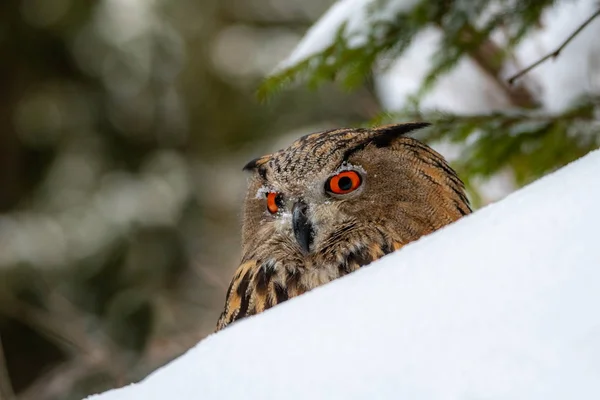 European Eagle Owl Bubo Bubo Winter Also Called Eurasian Eagle — Stock Photo, Image