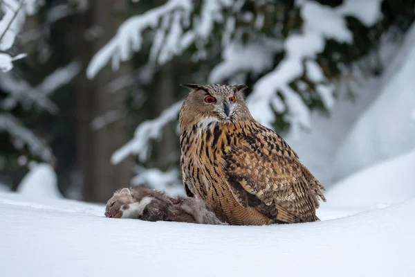 Coruja Águia Europeia Bubo Bubo Inverno Também Chamado Coruja Águia — Fotografia de Stock