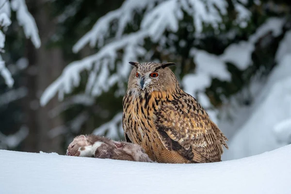 Chouette Aigle Bubo Bubo Hiver Est Également Appelé Hibou Aigle — Photo